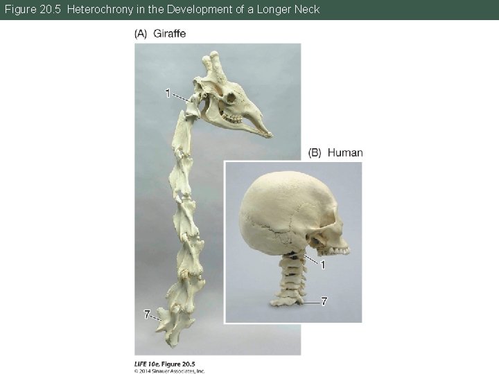 Figure 20. 5 Heterochrony in the Development of a Longer Neck 