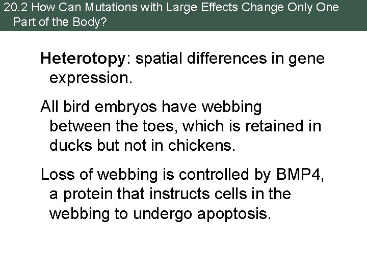 20. 2 How Can Mutations with Large Effects Change Only One Part of the