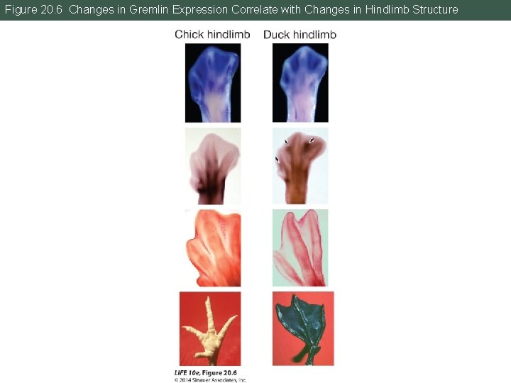 Figure 20. 6 Changes in Gremlin Expression Correlate with Changes in Hindlimb Structure 