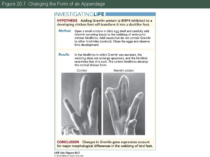 Figure 20. 7 Changing the Form of an Appendage 