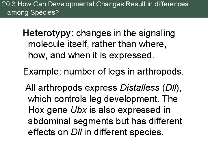 20. 3 How Can Developmental Changes Result in differences among Species? Heterotypy: changes in