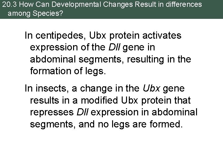 20. 3 How Can Developmental Changes Result in differences among Species? In centipedes, Ubx