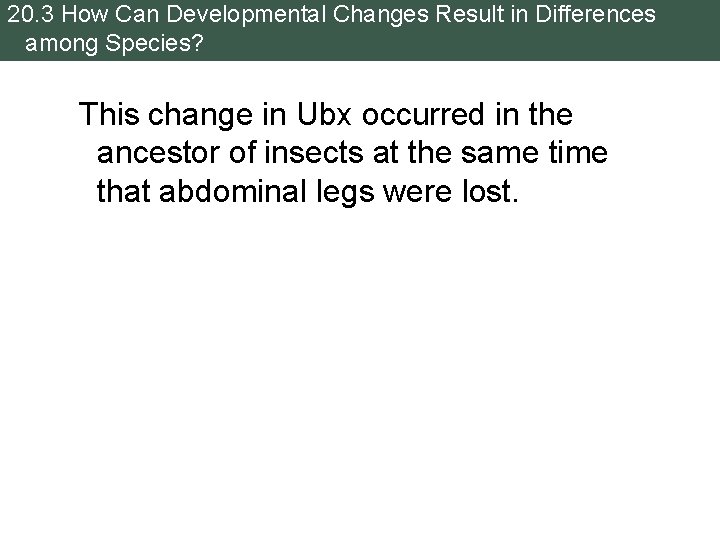 20. 3 How Can Developmental Changes Result in Differences among Species? This change in