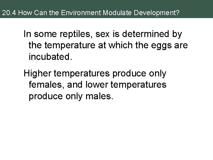20. 4 How Can the Environment Modulate Development? In some reptiles, sex is determined