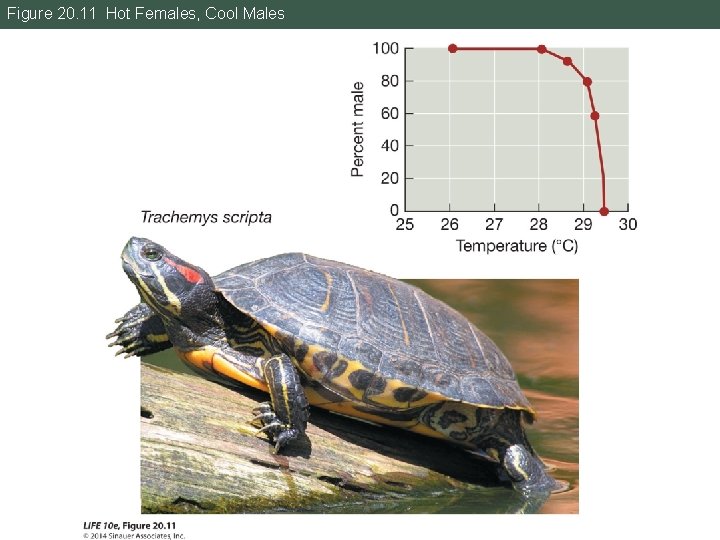 Figure 20. 11 Hot Females, Cool Males 