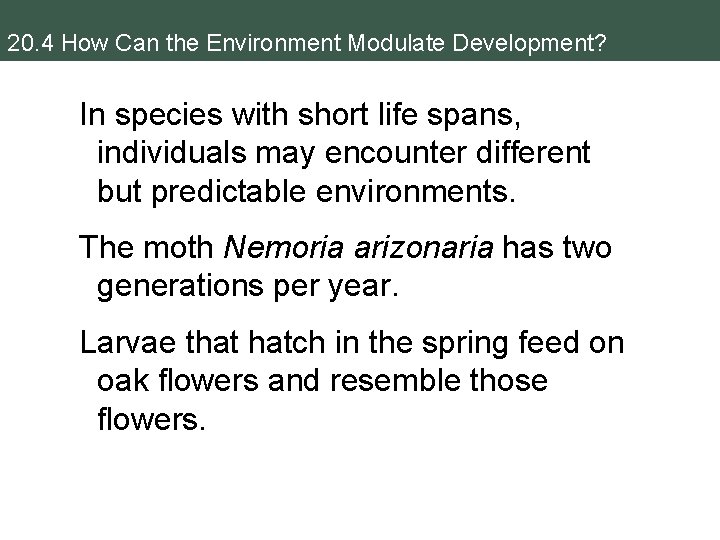 20. 4 How Can the Environment Modulate Development? In species with short life spans,
