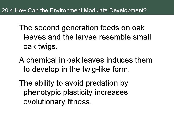 20. 4 How Can the Environment Modulate Development? The second generation feeds on oak