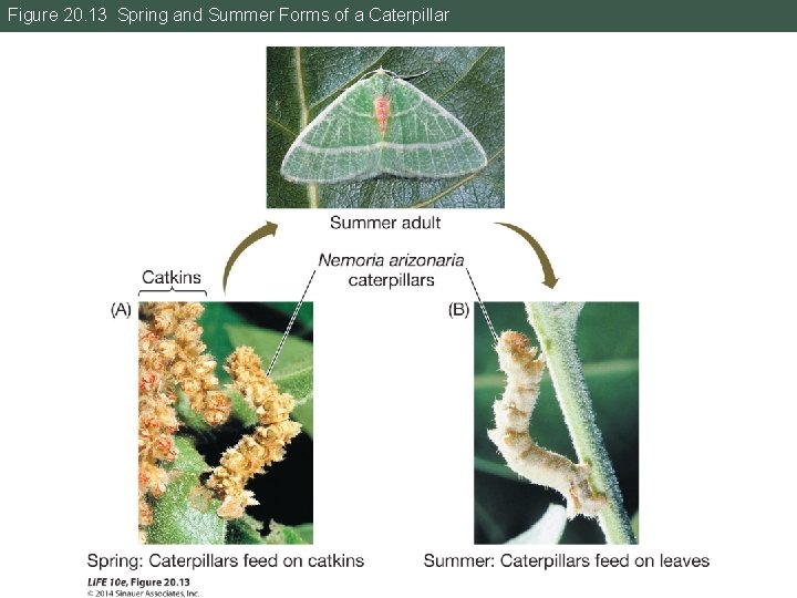 Figure 20. 13 Spring and Summer Forms of a Caterpillar 