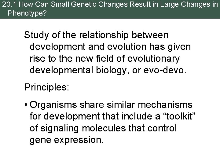 20. 1 How Can Small Genetic Changes Result in Large Changes in Phenotype? Study