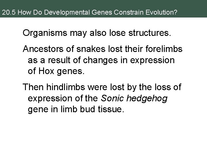20. 5 How Do Developmental Genes Constrain Evolution? Organisms may also lose structures. Ancestors