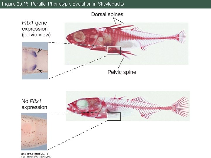 Figure 20. 16 Parallel Phenotypic Evolution in Sticklebacks 