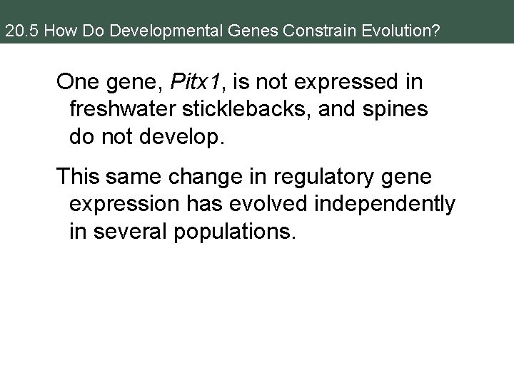 20. 5 How Do Developmental Genes Constrain Evolution? One gene, Pitx 1, is not