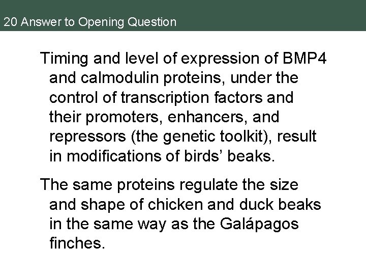 20 Answer to Opening Question Timing and level of expression of BMP 4 and