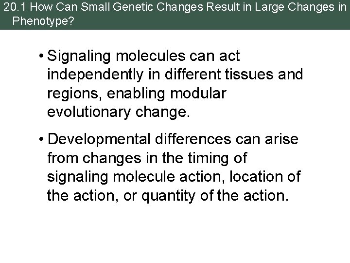 20. 1 How Can Small Genetic Changes Result in Large Changes in Phenotype? •