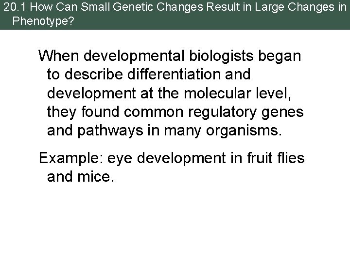 20. 1 How Can Small Genetic Changes Result in Large Changes in Phenotype? When