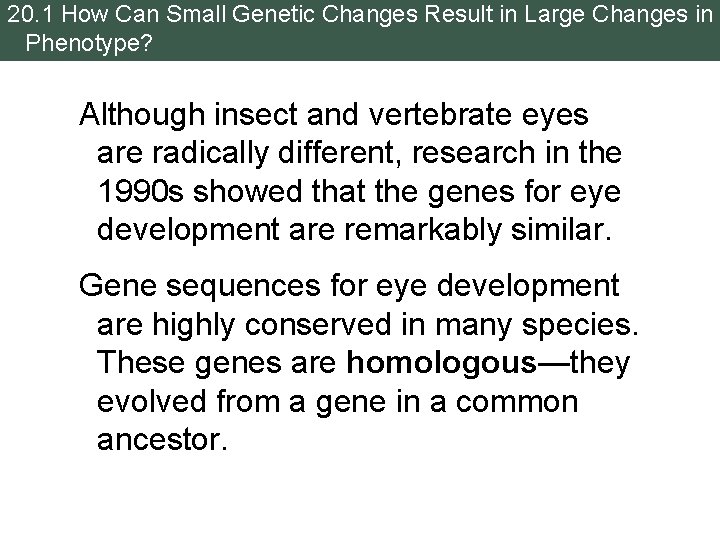 20. 1 How Can Small Genetic Changes Result in Large Changes in Phenotype? Although