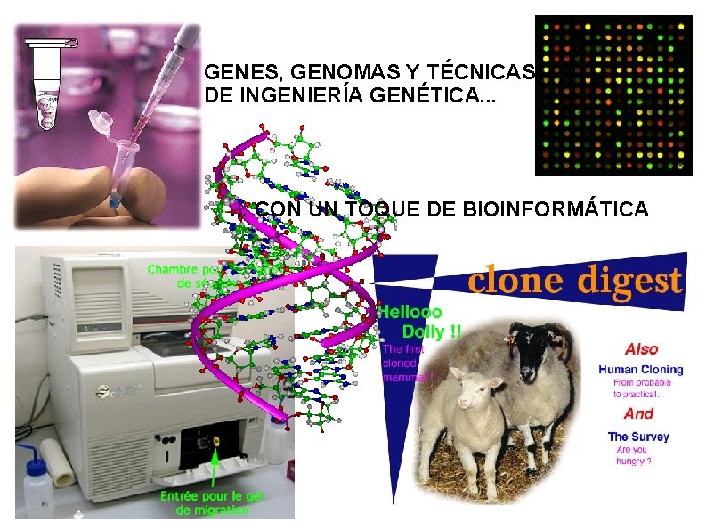 GENES, GENOMAS Y TÉCNICAS DE INGENIERÍA GENÉTICA. . . CON UN TOQUE DE BIOINFORMÁTICA