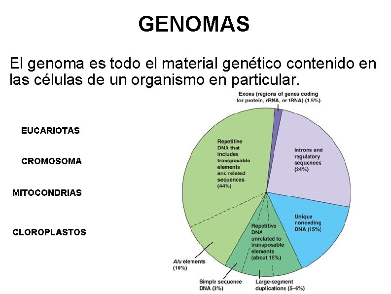 GENOMAS El genoma es todo el material genético contenido en las células de un