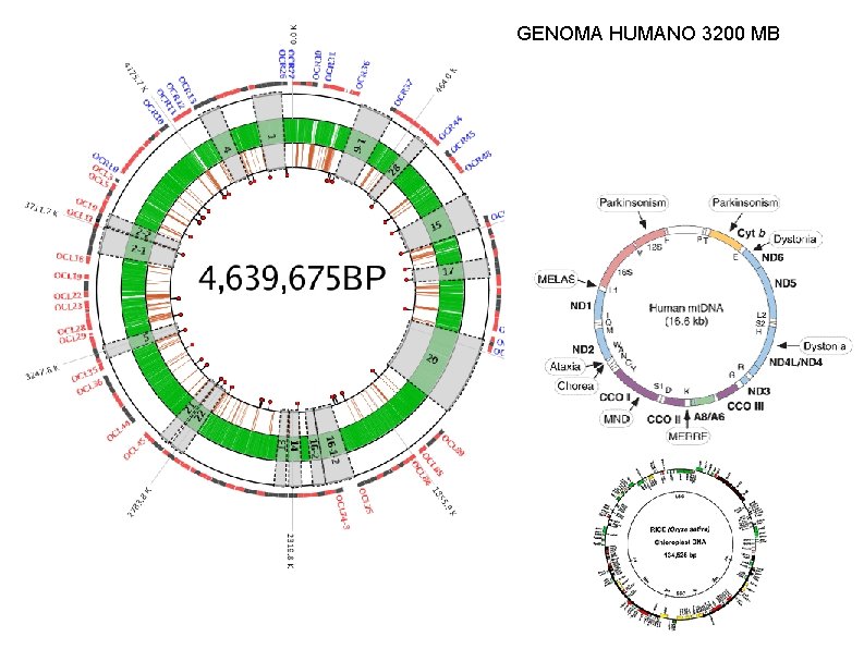 GENOMA HUMANO 3200 MB 