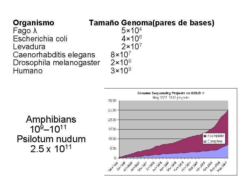 Organismo Tamaño Genoma(pares de bases) Fago λ 5× 104 Escherichia coli 4× 106 Levadura