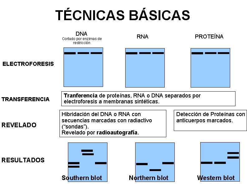 TÉCNICAS BÁSICAS DNA Cortado por enzimas de restricción RNA PROTEÍNA ELECTROFORESIS TRANSFERENCIA REVELADO Tranferencia