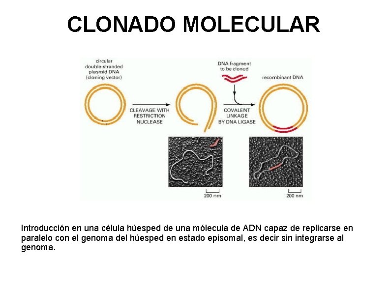 CLONADO MOLECULAR Introducción en una célula húesped de una mólecula de ADN capaz de