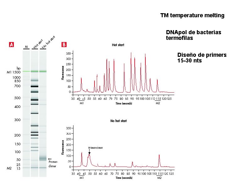TM temperature melting DNApol de bacterias termofilas Diseño de primers 15 -30 nts 