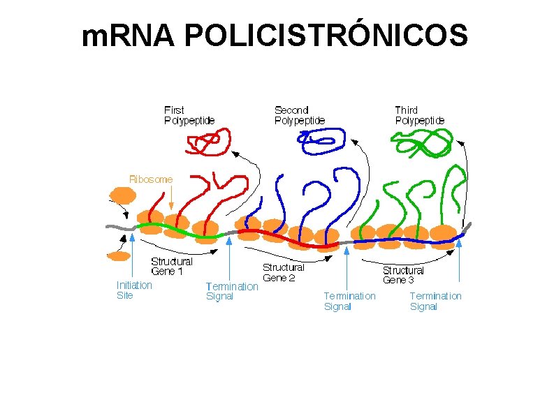 m. RNA POLICISTRÓNICOS 