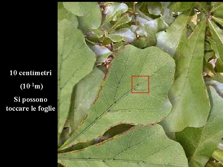 10 centímetri (10 -1 m) Si possono toccare le foglie 