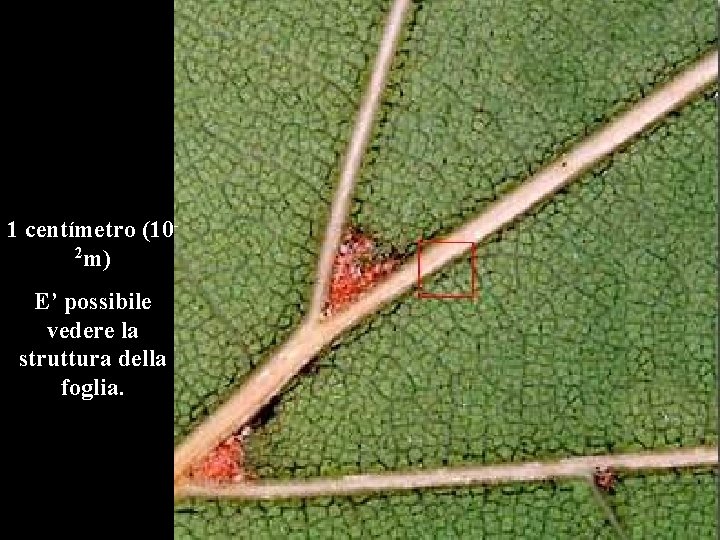 1 centímetro (102 m) E’ possibile vedere la struttura della foglia. 