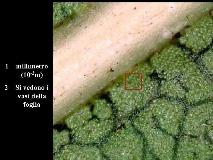 1 millímetro (10 -3 m) 2 Si vedono i vasi della foglia 