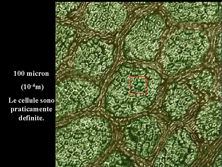 100 micron (10 -4 m) Le cellule sono praticamente definite. 