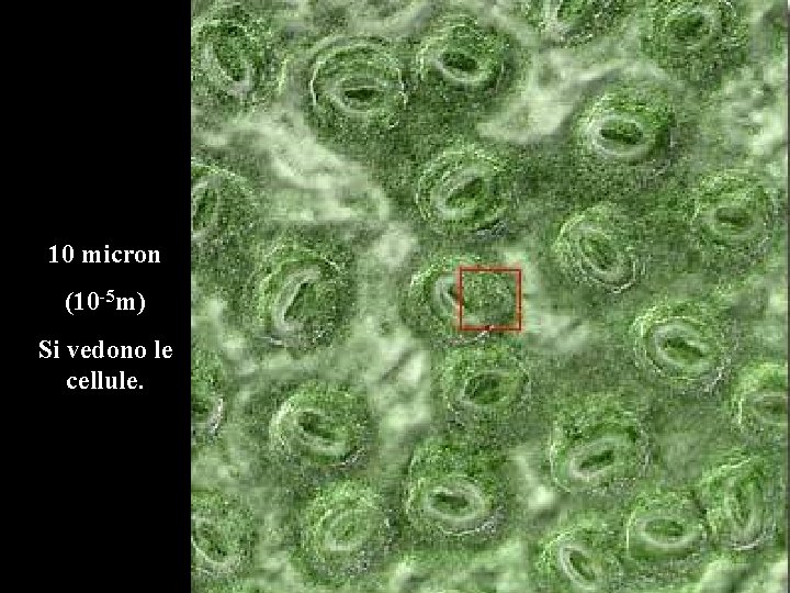 10 micron (10 -5 m) Si vedono le cellule. 