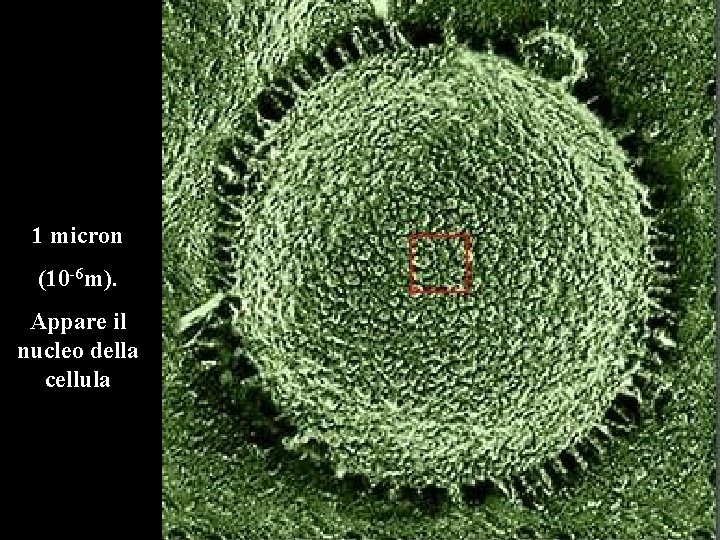 1 micron (10 -6 m). Appare il nucleo della cellula 