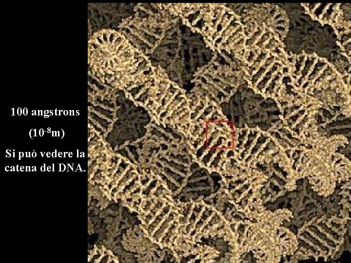 100 angstrons (10 -8 m) Si può vedere la catena del DNA. 