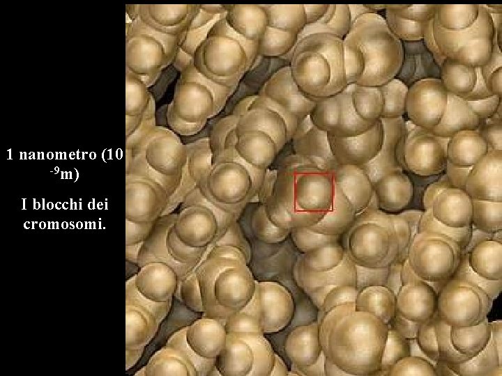 1 nanometro (10 -9 m) I blocchi dei cromosomi. 1 nanometro (10 -9 m) I blocchi dei cromosomi.