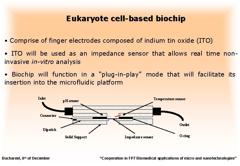Eukaryote cell-based biochip • Comprise of finger electrodes composed of indium tin oxide (ITO)