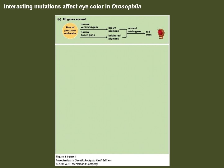 Interacting mutations affect eye color in Drosophila Figure 1 -9 part 1 