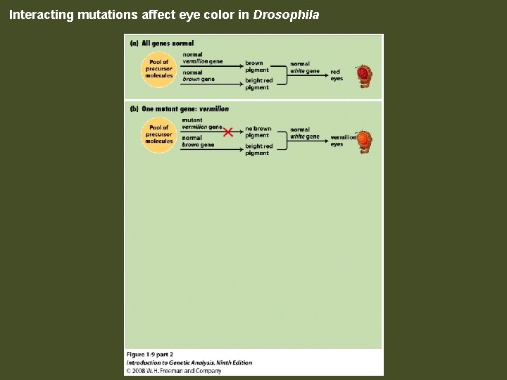 Interacting mutations affect eye color in Drosophila Figure 1 -9 part 2 