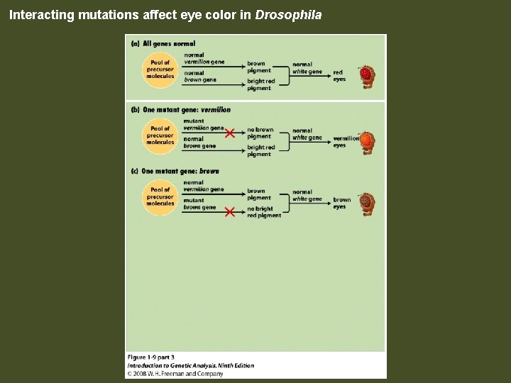 Interacting mutations affect eye color in Drosophila Figure 1 -9 part 3 