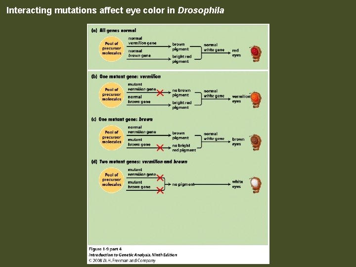 Interacting mutations affect eye color in Drosophila Figure 1 -9 part 4 