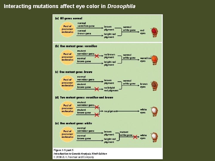 Interacting mutations affect eye color in Drosophila Figure 1 -9 part 5 