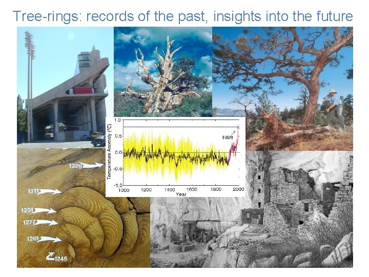 Tree-rings: records of the past, insights into the future David Street 