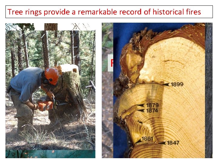 Tree rings provide a remarkable record of historical fires Fire scars 