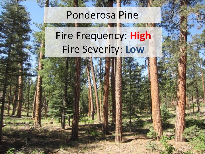 Ponderosa Pine Fire Frequency: High Fire Severity: Low 