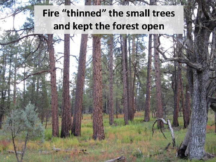 Fire “thinned” the small trees and kept the forest open 