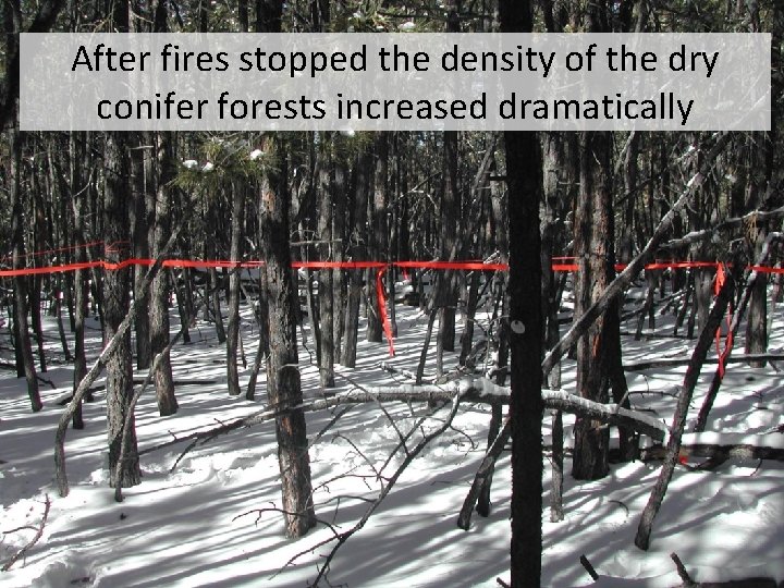 After fires stopped the density of the dry conifer forests increased dramatically 