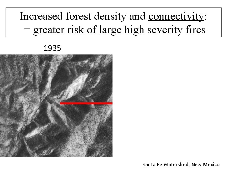 Increased forest density and connectivity: = greater risk of large high severity fires 1935