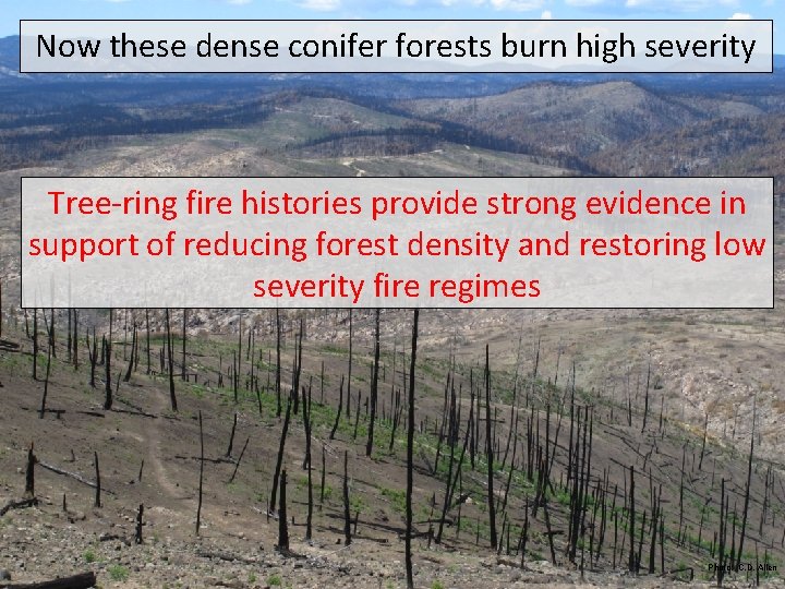 Now these dense conifer forests burn high severity Tree-ring fire histories provide strong evidence