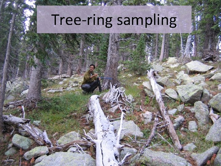 Tree-ring sampling 
